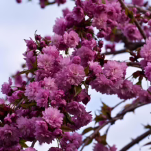Prunus serrulata 'Kiku-shidare-zakura' (Japanese Cherry) close up of flowers.
