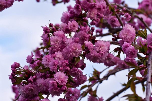 <i>Prunus serrulata</i> 'Kiku-shidare-zakura' - Image 15