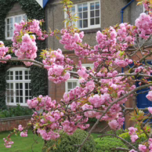 Prunus serrulata 'Kiku-shidare-zakura' (Japanese Cherry) flowering branches.
