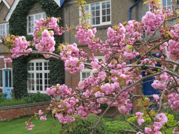 <i>Prunus serrulata</i> 'Kiku-shidare-zakura' - Image 2