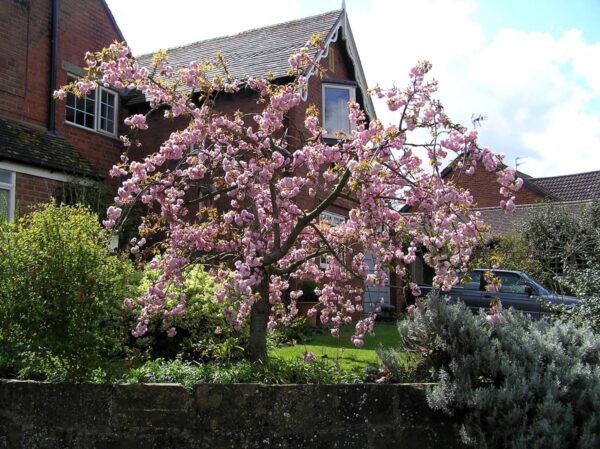 <i>Prunus serrulata</i> 'Kiku-shidare-zakura' - Image 3