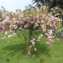 Prunus serrulata 'Kiku-shidare-zakura' (Japanese Cherry) in late spring.