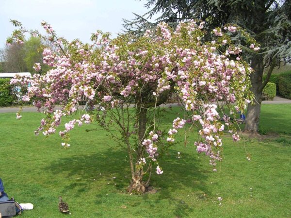 <i>Prunus serrulata</i> 'Kiku-shidare-zakura' - Image 4