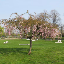 Prunus serrulata 'Kiku-shidare-zakura' (Japanese Cherry)