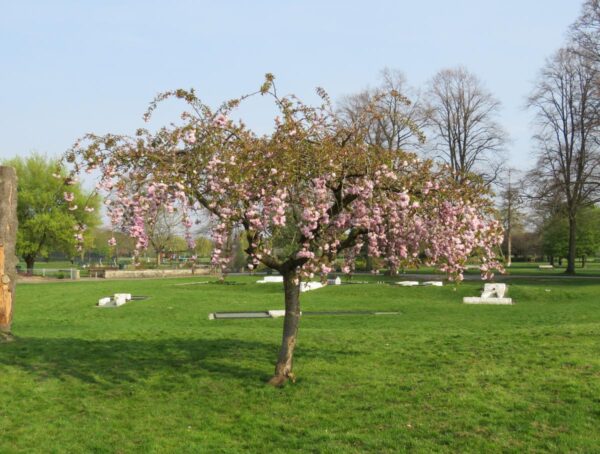 <i>Prunus serrulata</i> 'Kiku-shidare-zakura' - Image 5