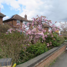 Prunus serrulata 'Kiku-shidare-zakura' (Japanese Cherry) flowering near a road.