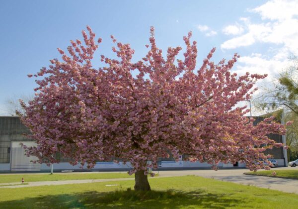 <i>Prunus serrulata</i> 'Kiku-shidare-zakura'