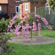 Prunus serrulata 'Kiku-shidare-zakura' (Japanese Cherry) small tree.