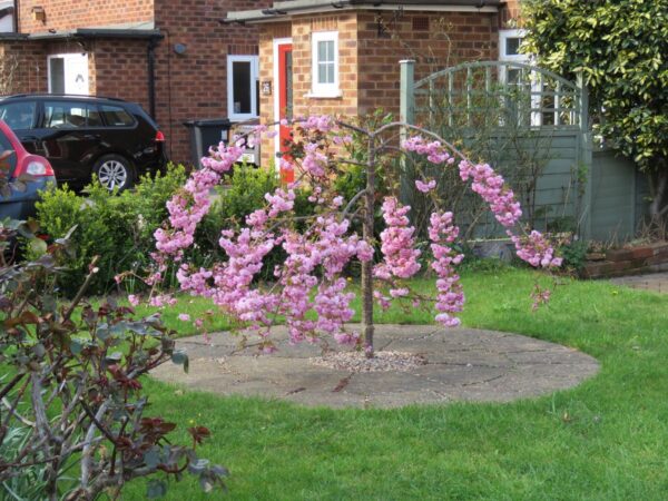 <i>Prunus serrulata</i> 'Kiku-shidare-zakura' - Image 7