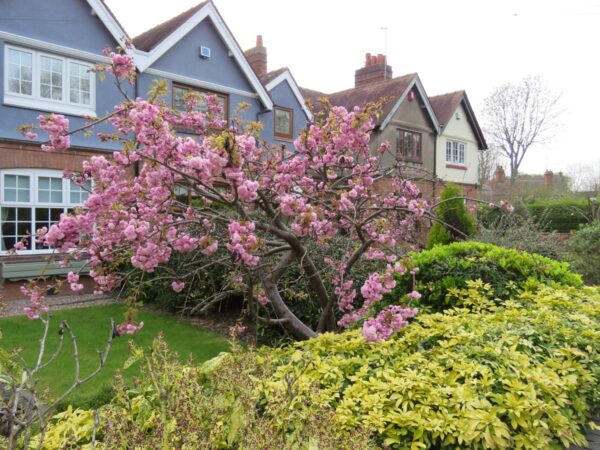 <i>Prunus serrulata</i> 'Kiku-shidare-zakura' - Image 8