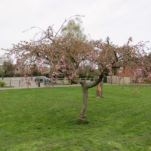 Weeping cherry tree in full bloom, pink blossoms cascading from its branches in a green park setting. A car and figures are visible in the background under a cloudy sky.