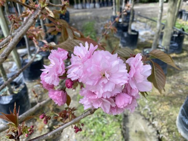 <i>Prunus serrulata</i> 'Pink Perfection' - Image 2