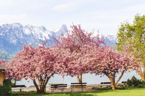 <i>Prunus serrulata</i> 'Pink Perfection'