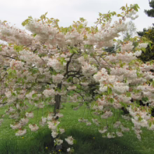 Prunus serrulata 'Shimidsu-sakura' (Japanese Cherry) flowering.
