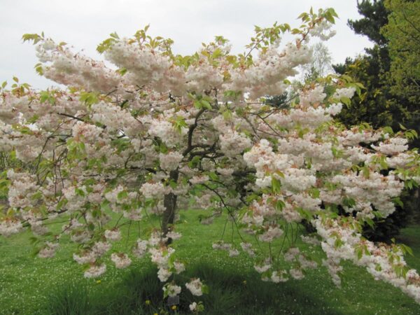 <i>Prunus serrulata</i> 'Shimidsu-sakura' - Image 10