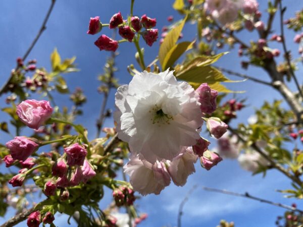 <i>Prunus serrulata</i> 'Shimidsu-sakura' - Image 11