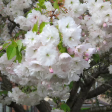 Prunus serrulata 'Shimidsu-sakura' (Japanese Cherry) clusters of blossoms.