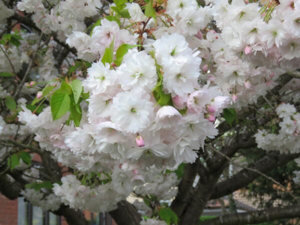 <i>Prunus serrulata</i> 'Shimidsu-sakura' - Image 13