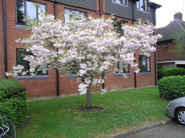 <i>Prunus serrulata</i> 'Shimidsu-sakura' - Image 14