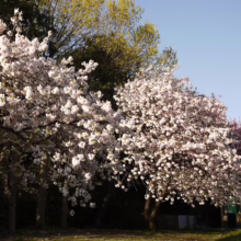 Prunus serrulata 'Shimidsu-sakura' (Japanese Cherry) flowering (two trees).