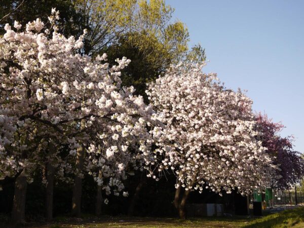 <i>Prunus serrulata</i> 'Shimidsu-sakura' - Image 15