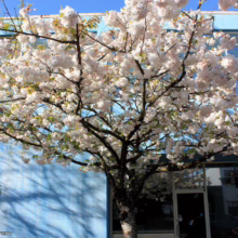 Prunus serrulata 'Shimidsu-sakura' (Japanese Cherry) flowering near a building.