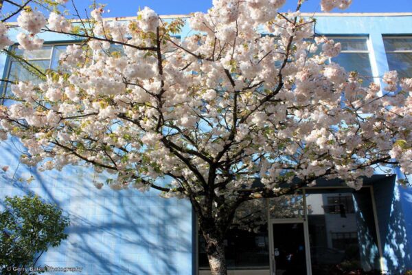 <i>Prunus serrulata</i> 'Shimidsu-sakura' - Image 16