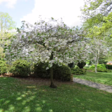 Prunus serrulata 'Shimidsu-sakura' (Japanese Cherry) in spring bloom.