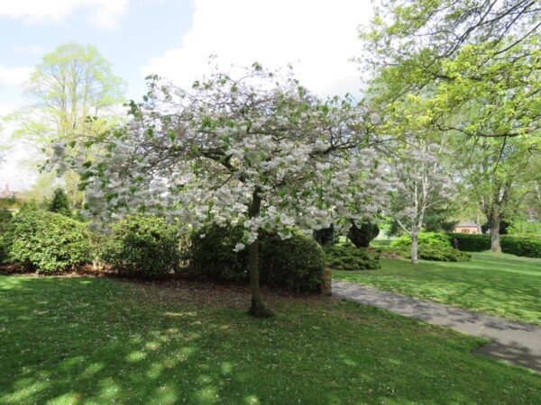 <i>Prunus serrulata</i> 'Shimidsu-sakura' - Image 17