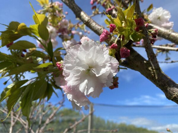 <i>Prunus serrulata</i> 'Shimidsu-sakura' - Image 18