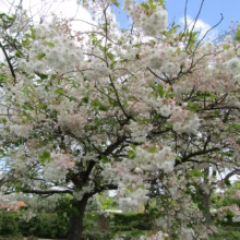Prunus serrulata 'Shimidsu-sakura' (Japanese Cherry) flowering branches.