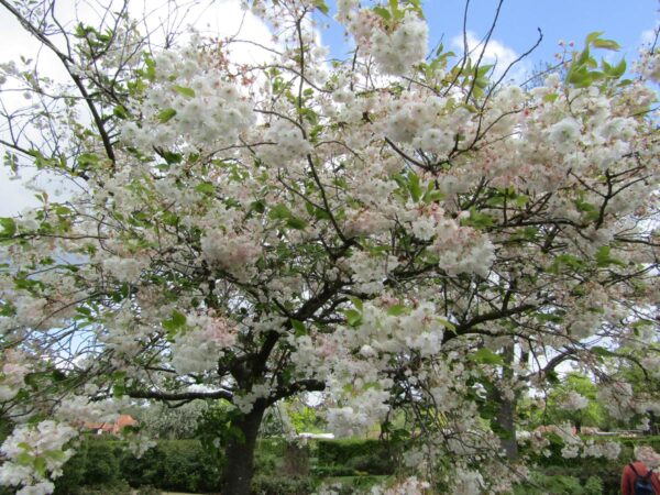 <i>Prunus serrulata</i> 'Shimidsu-sakura' - Image 19