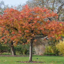 Prunus serrulata 'Shimidsu-sakura' (Japanese Cherry) autumn form.