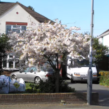 Prunus serrulata 'Shimidsu-sakura' (Japanese Cherry) flowering in a home garden.
