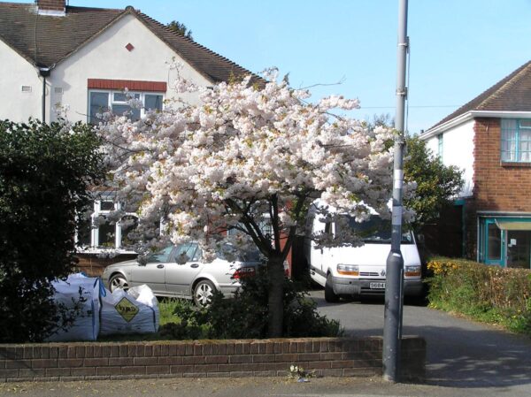 <i>Prunus serrulata</i> 'Shimidsu-sakura' - Image 20