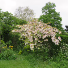 Prunus serrulata 'Shimidsu-sakura' (Japanese Cherry) young plant flowering.