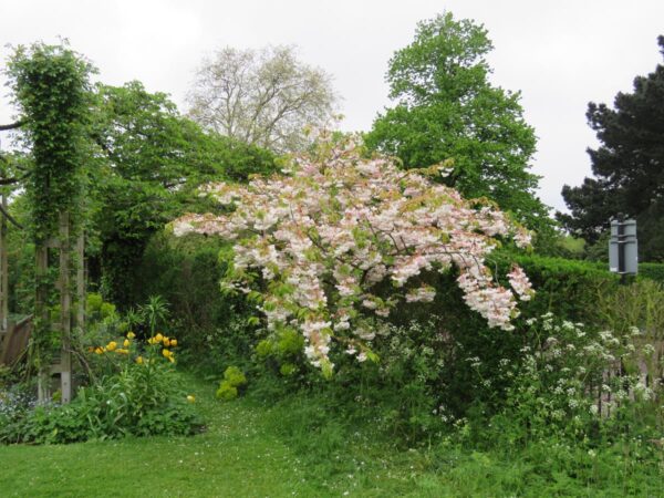 <i>Prunus serrulata</i> 'Shimidsu-sakura' - Image 3