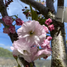 Prunus serrulata 'Shimidsu-sakura' (Japanese Cherry) pink blossom.