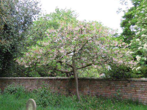 <i>Prunus serrulata</i> 'Shimidsu-sakura' - Image 5