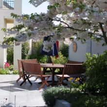 Prunus serrulata 'Shimidsu-sakura' (Japanese Cherry) flowering branches in courtyard.