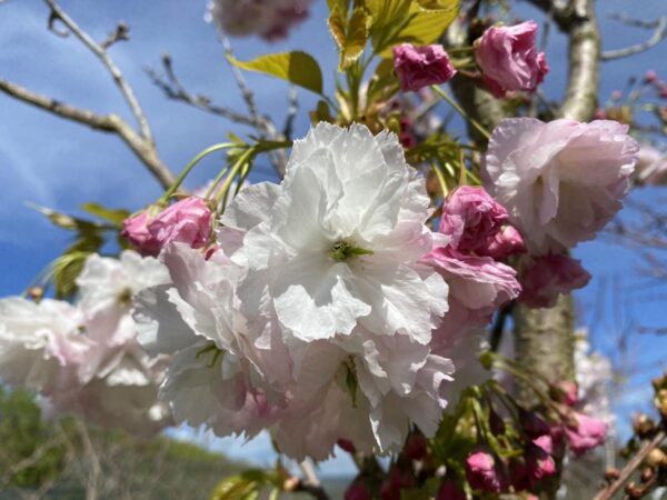 <i>Prunus serrulata</i> 'Shimidsu-sakura' - Image 7