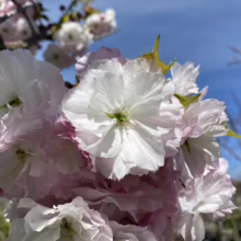 Prunus serrulata 'Shimidsu-sakura' (Japanese Cherry) close up of flower.