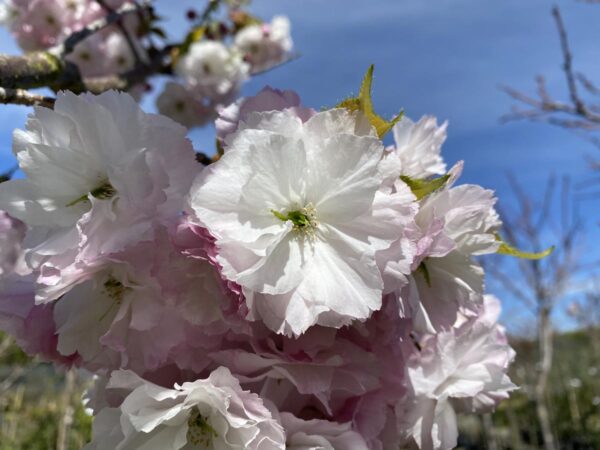 <i>Prunus serrulata</i> 'Shimidsu-sakura' - Image 8