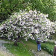 Prunus serrulata 'Shimidsu-sakura' (Japanese Cherry) flowering in a park.