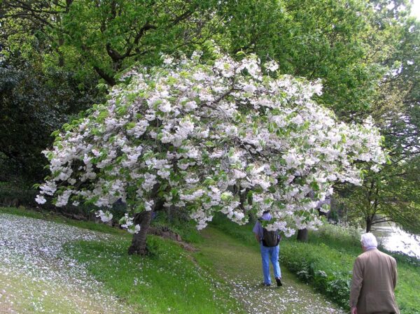 <i>Prunus serrulata</i> 'Shimidsu-sakura' - Image 9