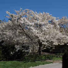 Prunus serrulata 'Shirotae' (Japanese Cherry)