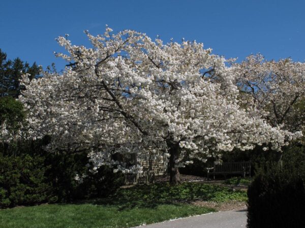 <i>Prunus serrulata</i> 'Shirotae' - Image 10