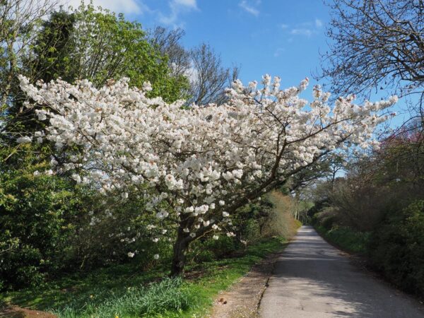 <i>Prunus serrulata</i> 'Shirotae' - Image 11