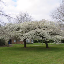 Prunus serrulata 'Shirotae' (Japanese Cherry)