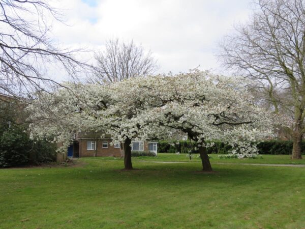 <i>Prunus serrulata</i> 'Shirotae' - Image 12